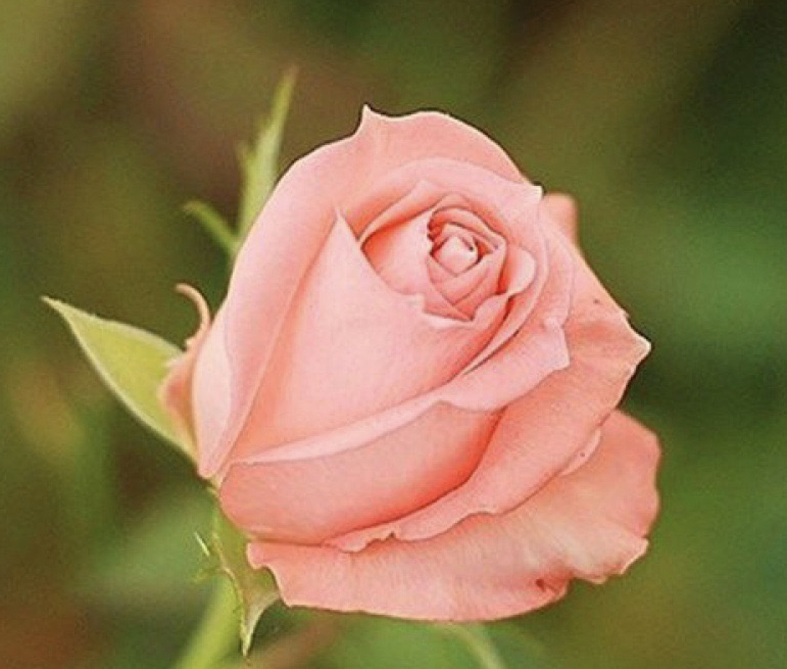 (10) CLASSIC ROSE SEEDS perennial flower garden plant bush tea USA SELLER TRACK