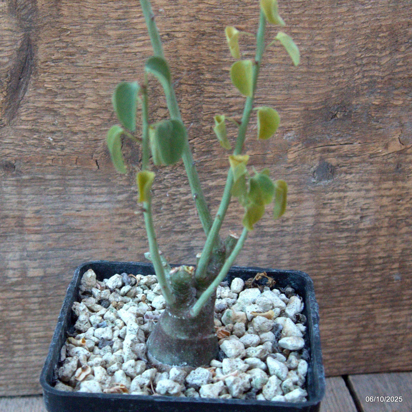 D6909 ADENIA SPINOSA pot10-H36-W5 cm MaMa Cactus