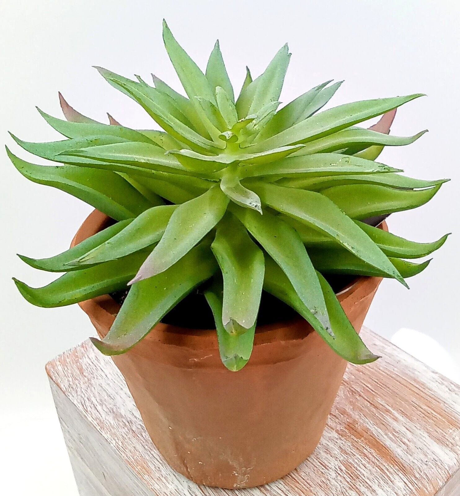 Succulent Clay Pot Planter Artificial Faux Dirt Plastic Green Floral Indoor 6″