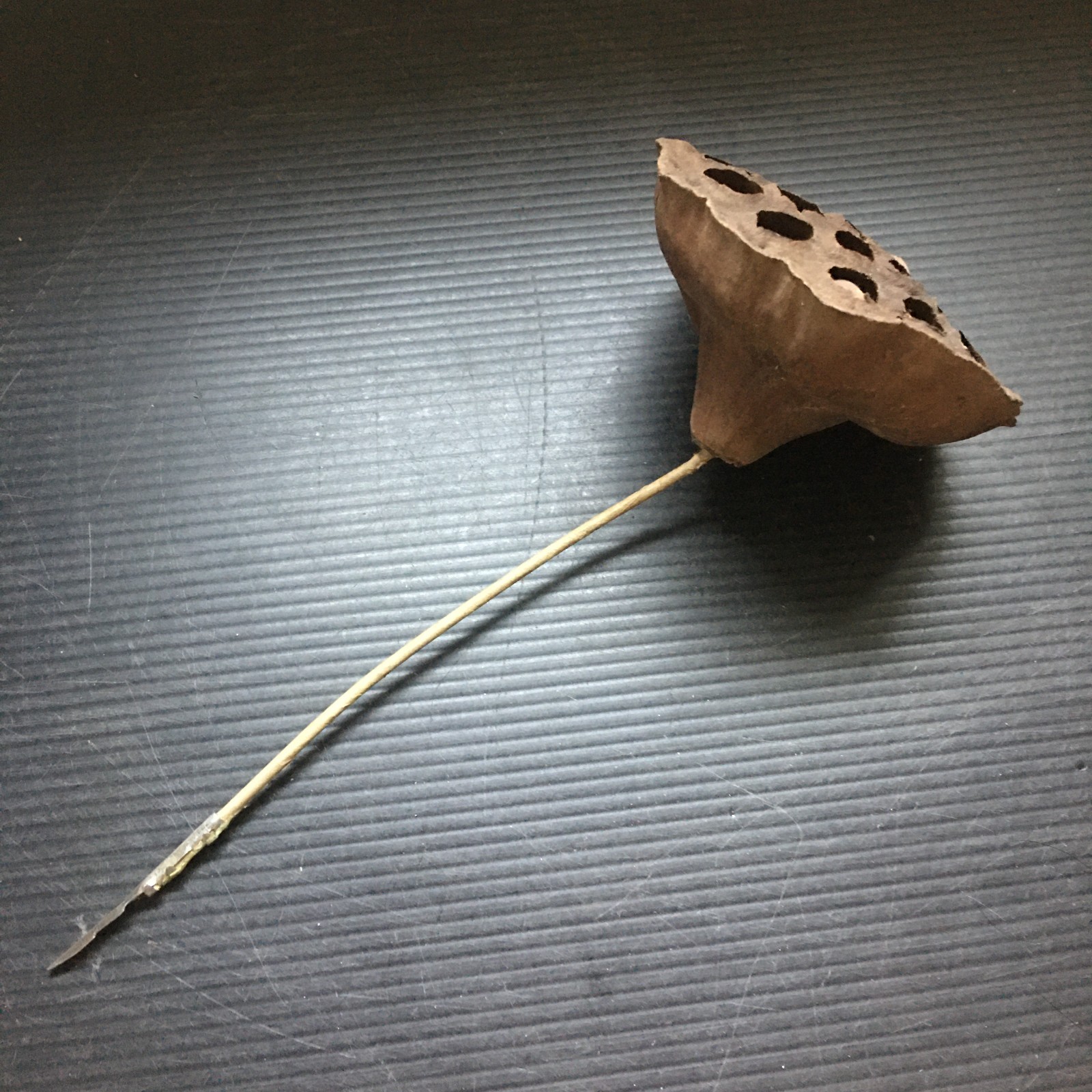 Vintage Natural Dried Lotus Pod with Long Stem for Floral Arrangements 8.5″L