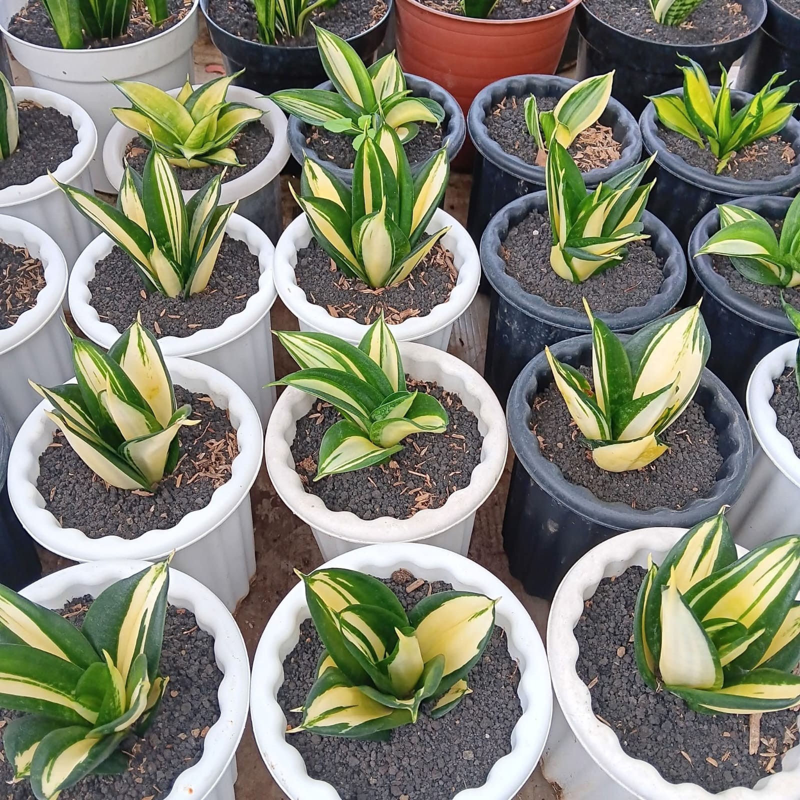 Sansevieria Hahnii Siam Tower Rare Uniqe Snake Plant