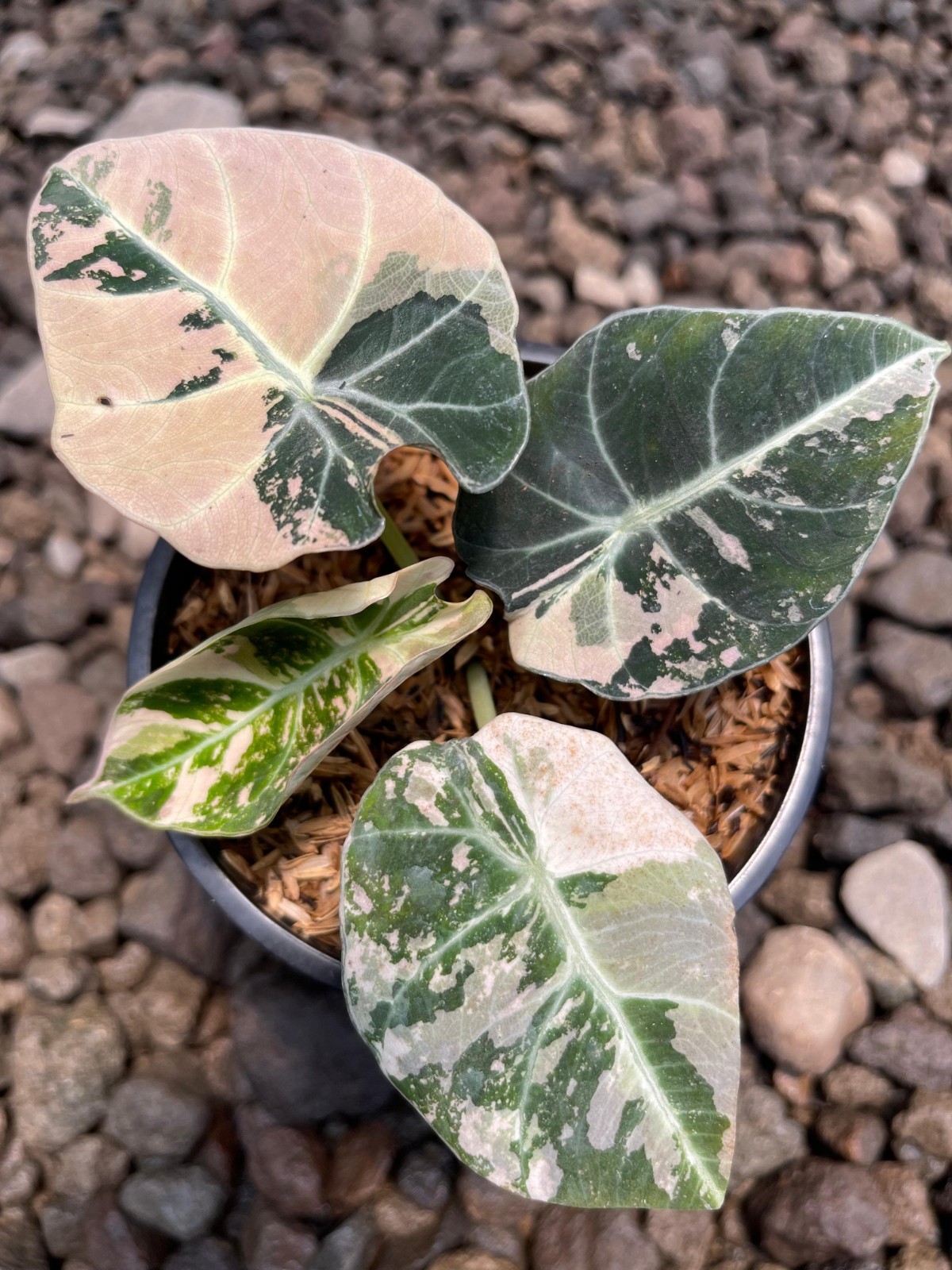 Alocasia Black Velvet Variegated – Rare Collector’s Jewel