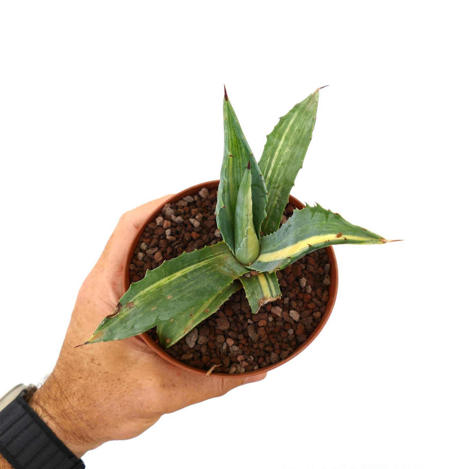 Agave americana STRIATA 55M – Century plant | American agave