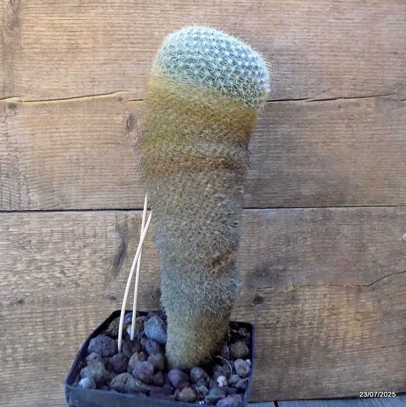 D5448 MAMMILLARIA ELEGANS pot14-H32-W11 cm MaMa Cactus