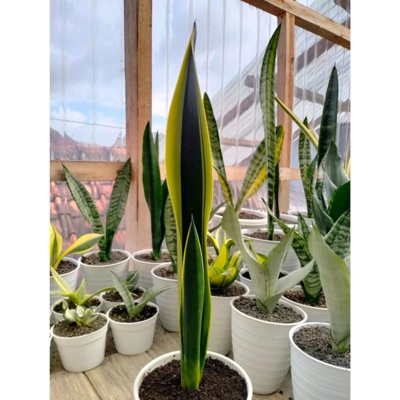 Sansevieria Lillian True Rare Unique Snake Plant Exotic Plant PL054