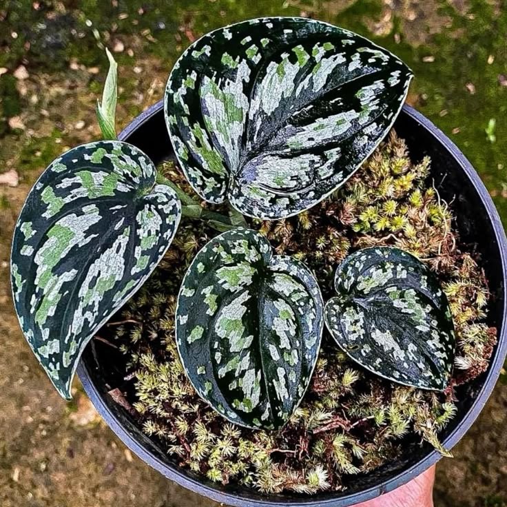Real Picture Scindapsus Tricolor Dark Manalak Rare Plant