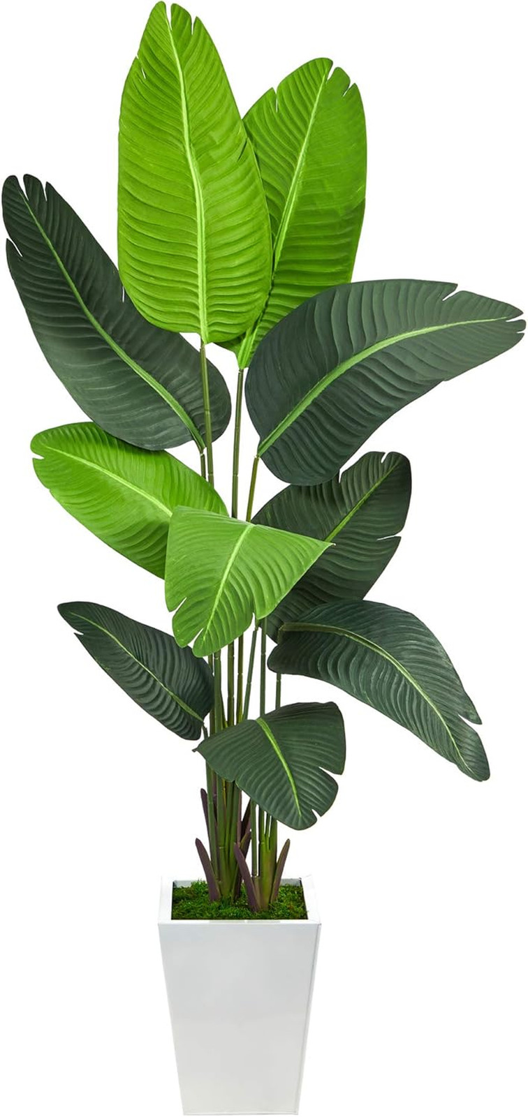5.5Ft Artificial Travelers Palm Tree in Stylish White Metal Planter