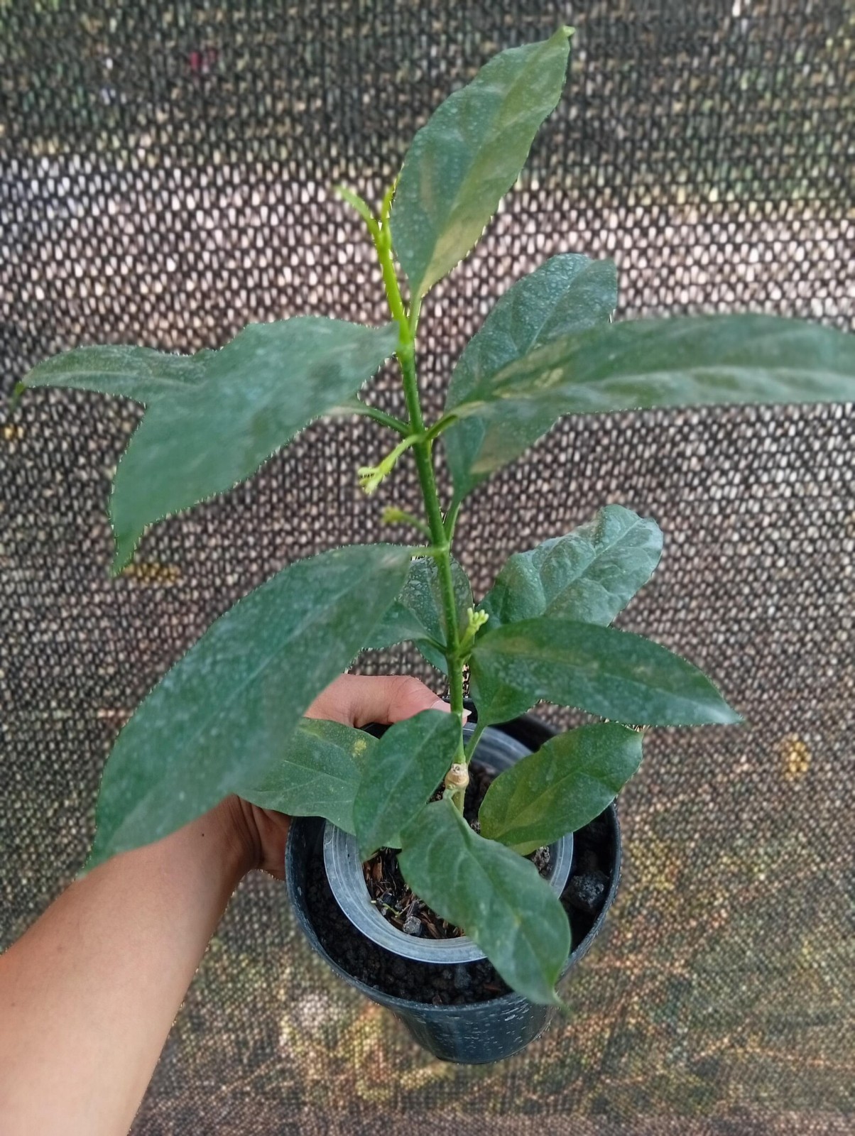 Real Picture Hoya Decipulae Sp Bengkulu