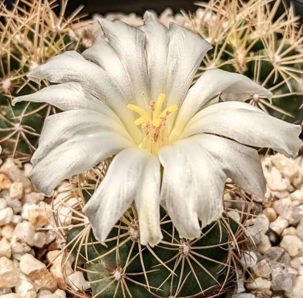 Thelocactus bicolor var. albiflorus SEEDS – Rare Cactus SEEDS