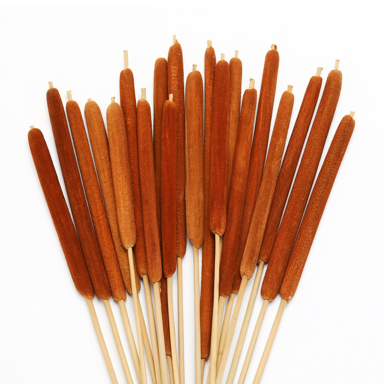 20 PCS 17 Inch Natural Dried Assorted Cattail Flowers Rustic Floral Brown