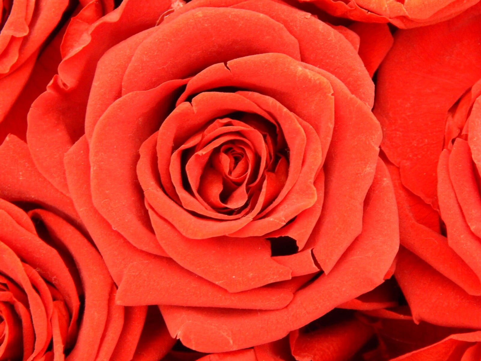 VLove® Forever Preserved Roses in a Box Real Forever Flowers Eternal Rose Red