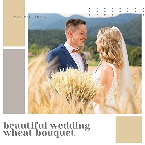 600 Dried Wheat Stalks Bundle – Natural Grass Sheaves for DIY Decor, Centerpiece