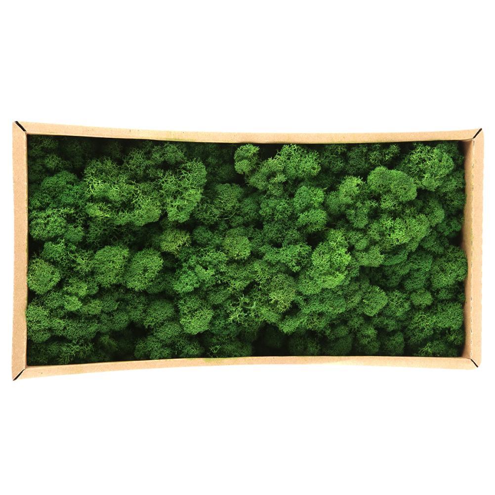 New Preserved Decorative Moss Natural New Preserved Moss For Home Decoration US