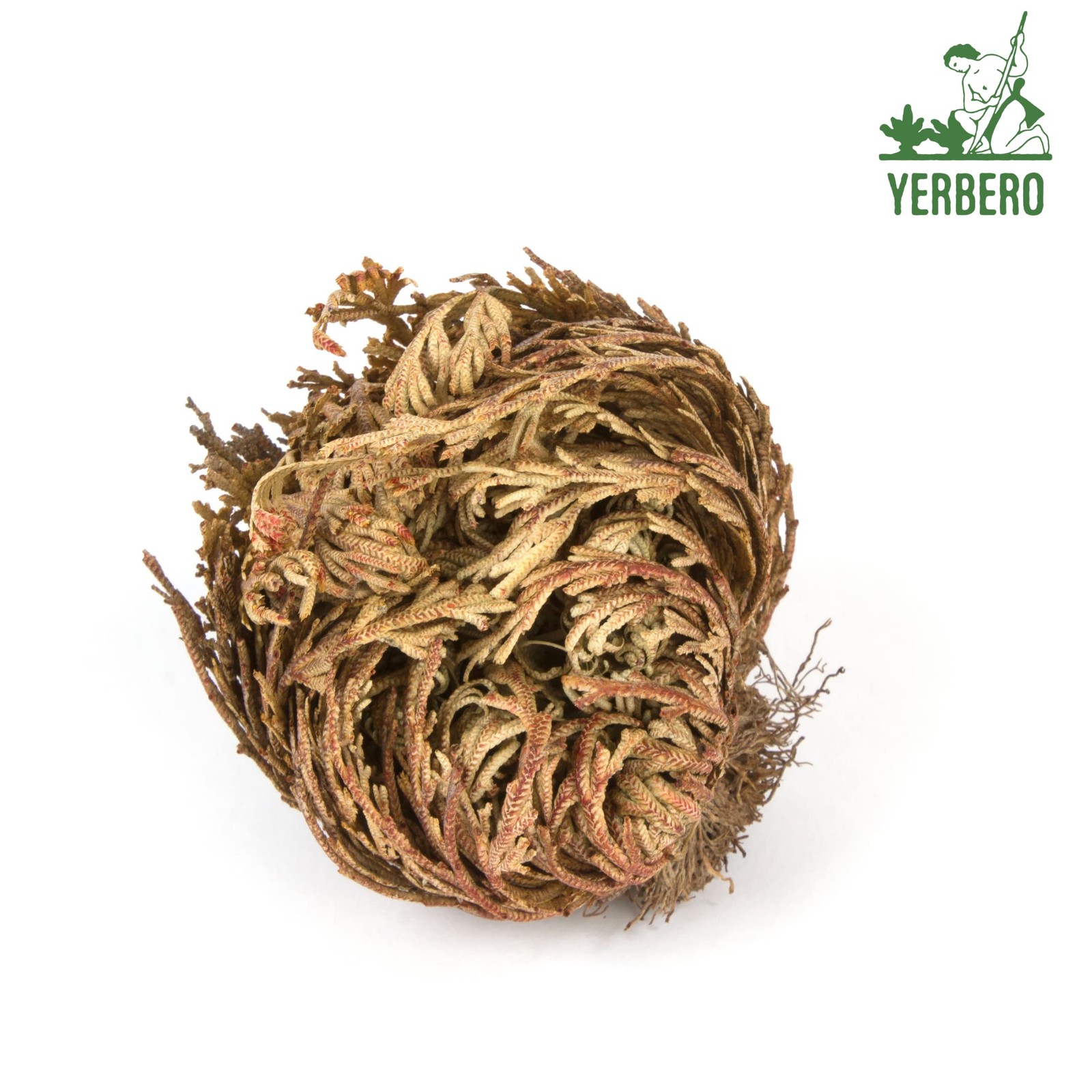 Rose of Jericho Dried Flower Jumbo Size 5” – 3.5” – 6” – Sacred Plant