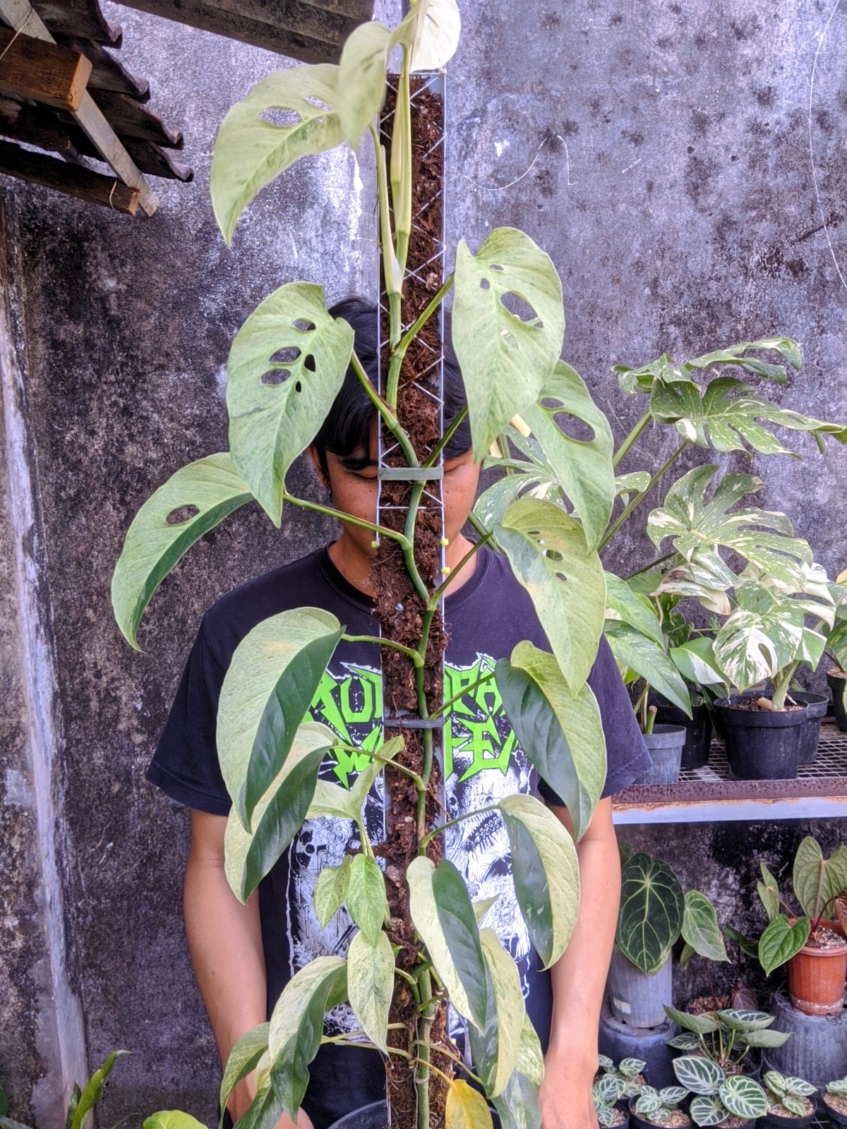 Monstera Laniata Mint Variegated Large Size Real Picture