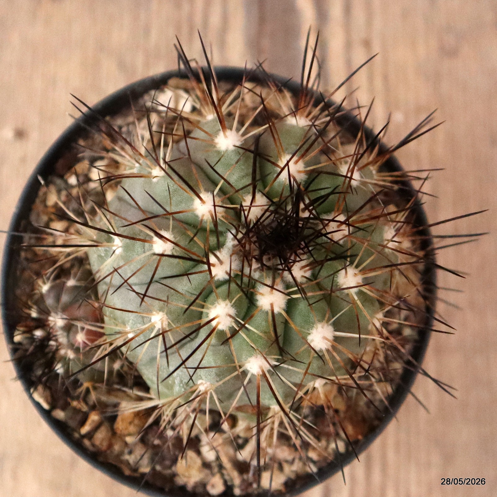 D7754 COPIAPOA KRAINZIANA pot10-H6,5-W8,5 cm MaMa Cactus