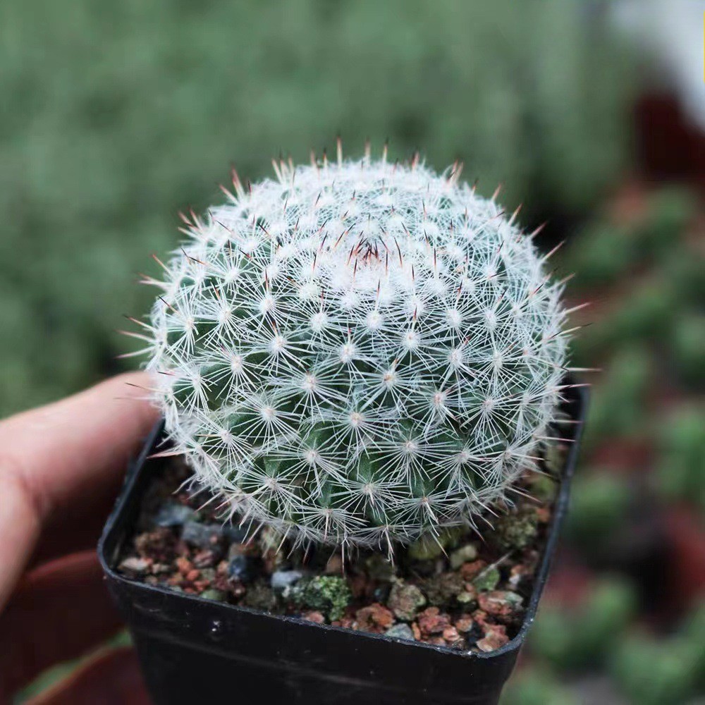 Succulent Plants Cactus Ball Live House Plants for Home Office Garden Decor