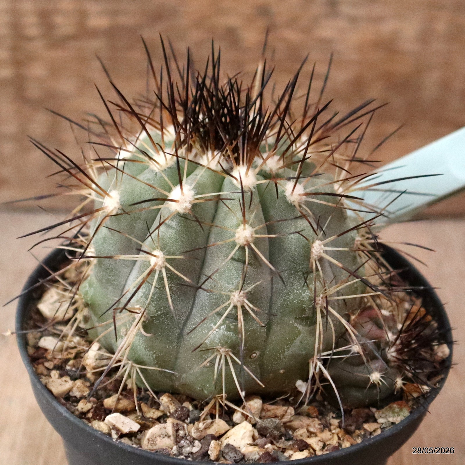 D7754 COPIAPOA KRAINZIANA pot10-H6,5-W8,5 cm MaMa Cactus
