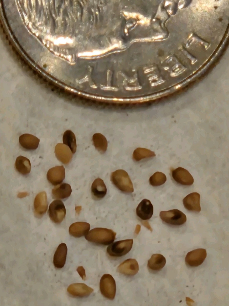 Eucalyptus Microcorys, 15 Seeds 2026