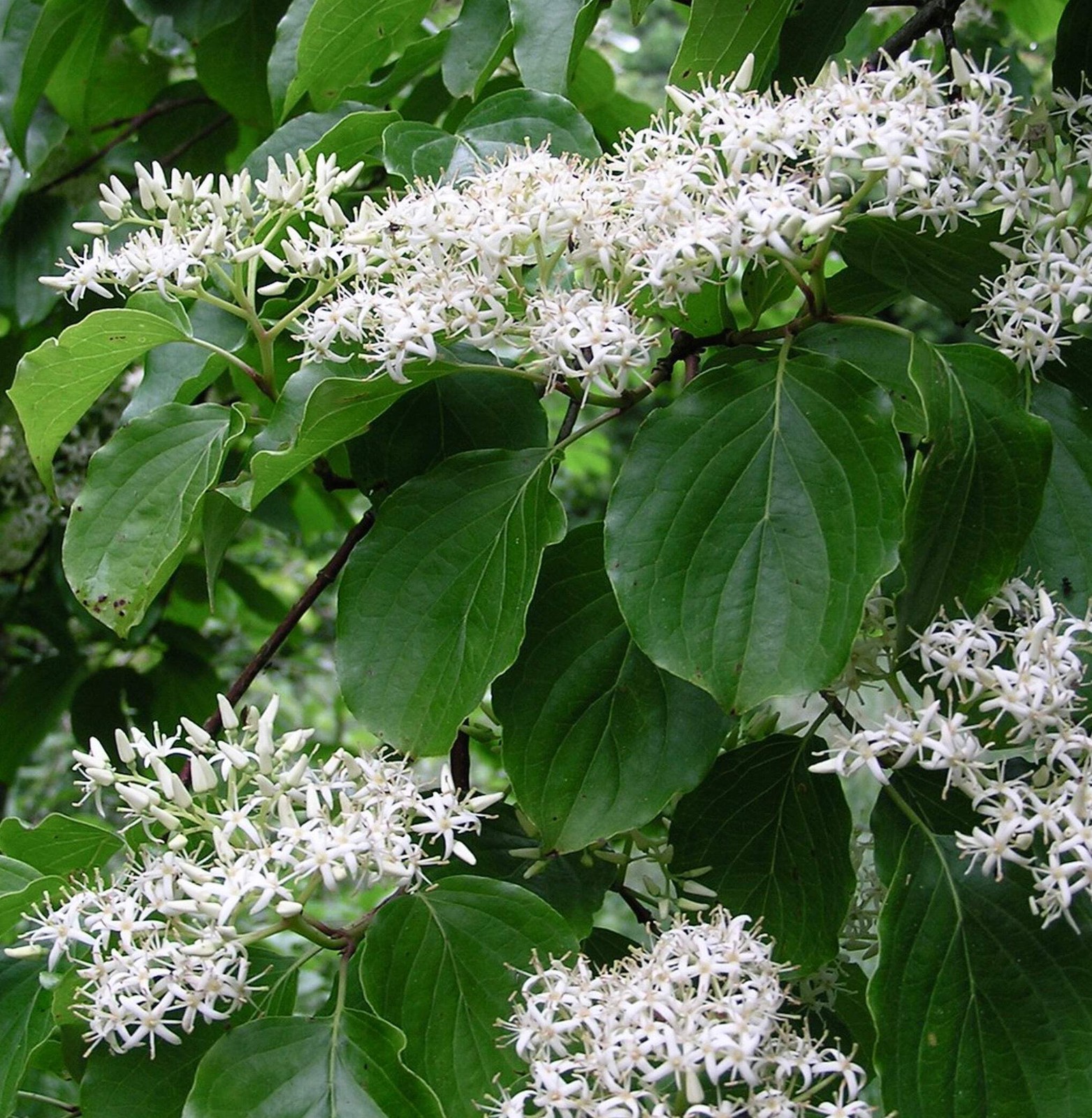 Cornus walteri 15-30cm | Walter’s dogwood | Korean dogwood – Walter’s dogwood |