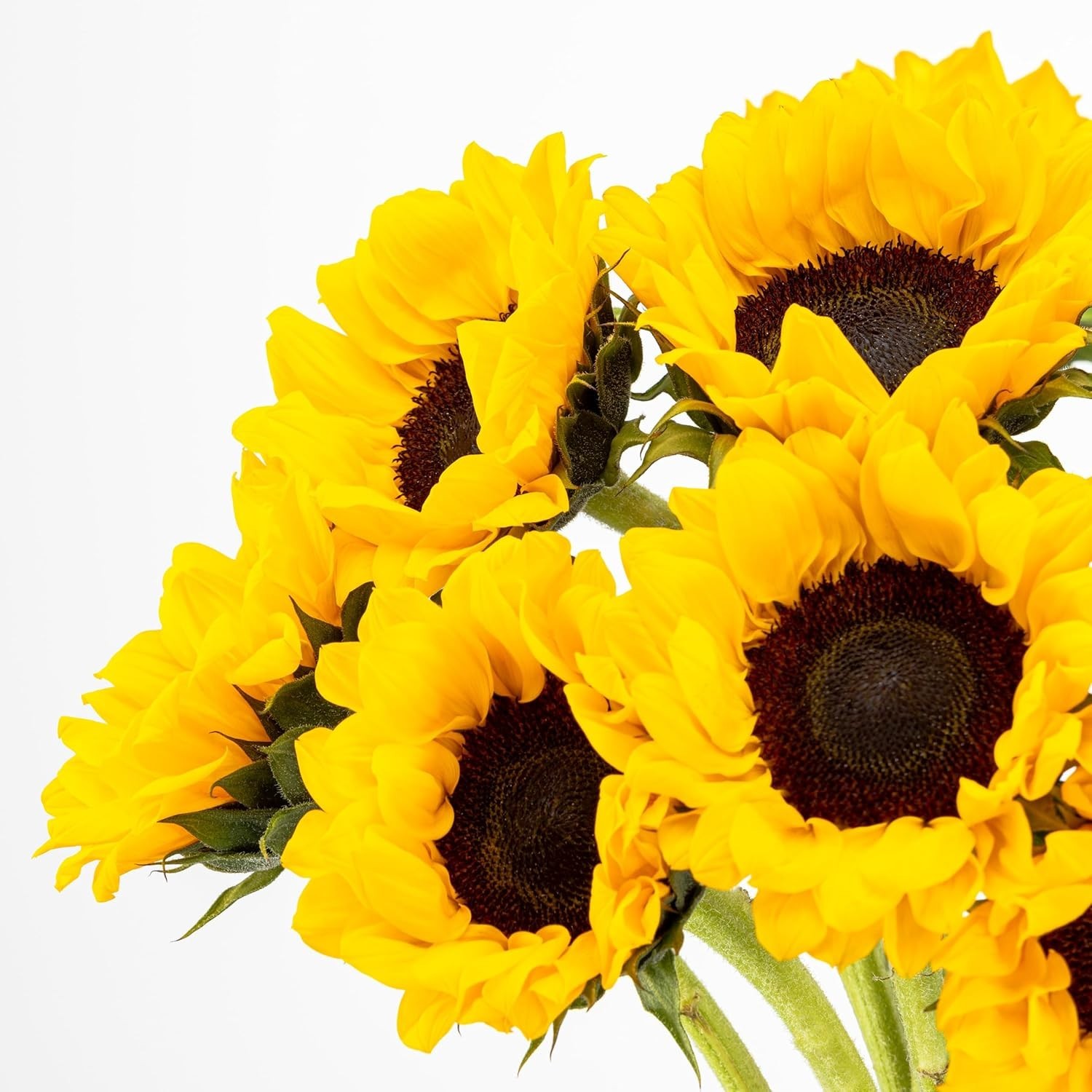 Sunflower Gift Bouquet with Vase 10 Stems for Sympathy and Congratulations