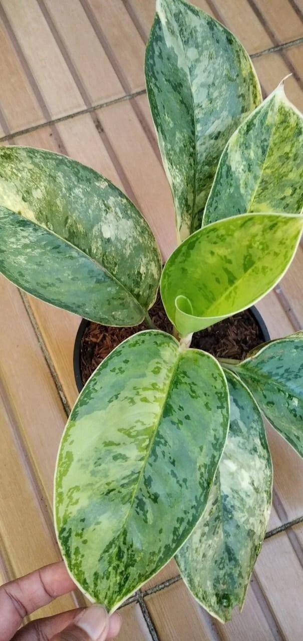 Real Picture Aglaonema Super Queen Variegated Rare Plant