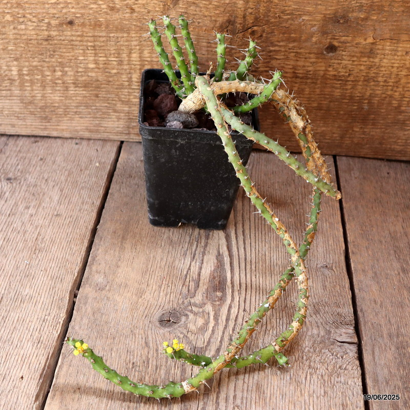 D4739 EUPHORBIA SP. pot10-H38-W20 cm MaMa Cactus