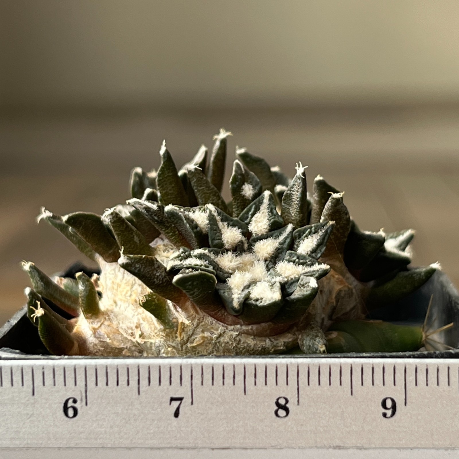 A32-4250 Cactus kotscoubeyanus, VM526, S Lucio Blanco, Coa, grafted