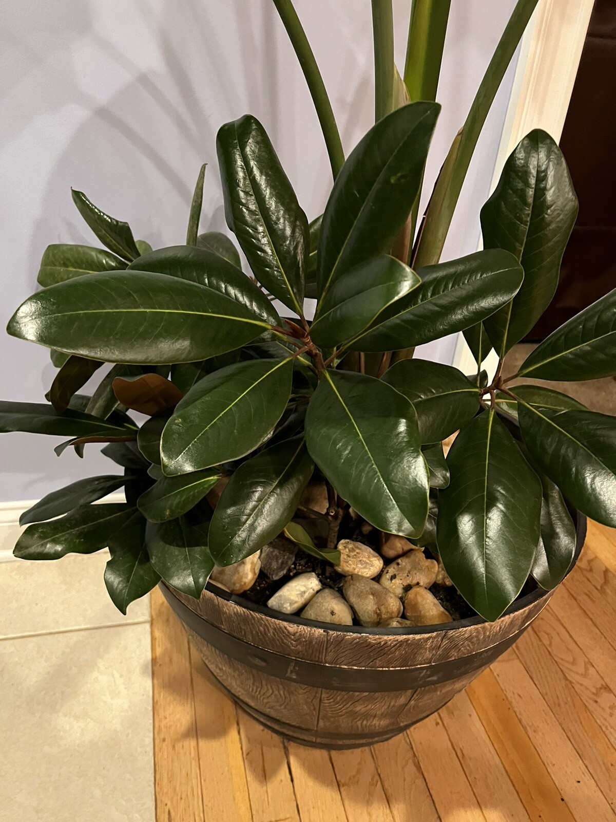 Fresh picked Magnolia Tree Branch Large Size. Approximately 20-30 Leaves