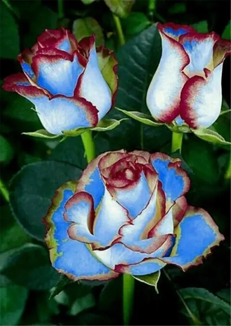 10 RARE ROSE SEEDS perennial flower garden bush plant tea USA SELLER W/TRACK