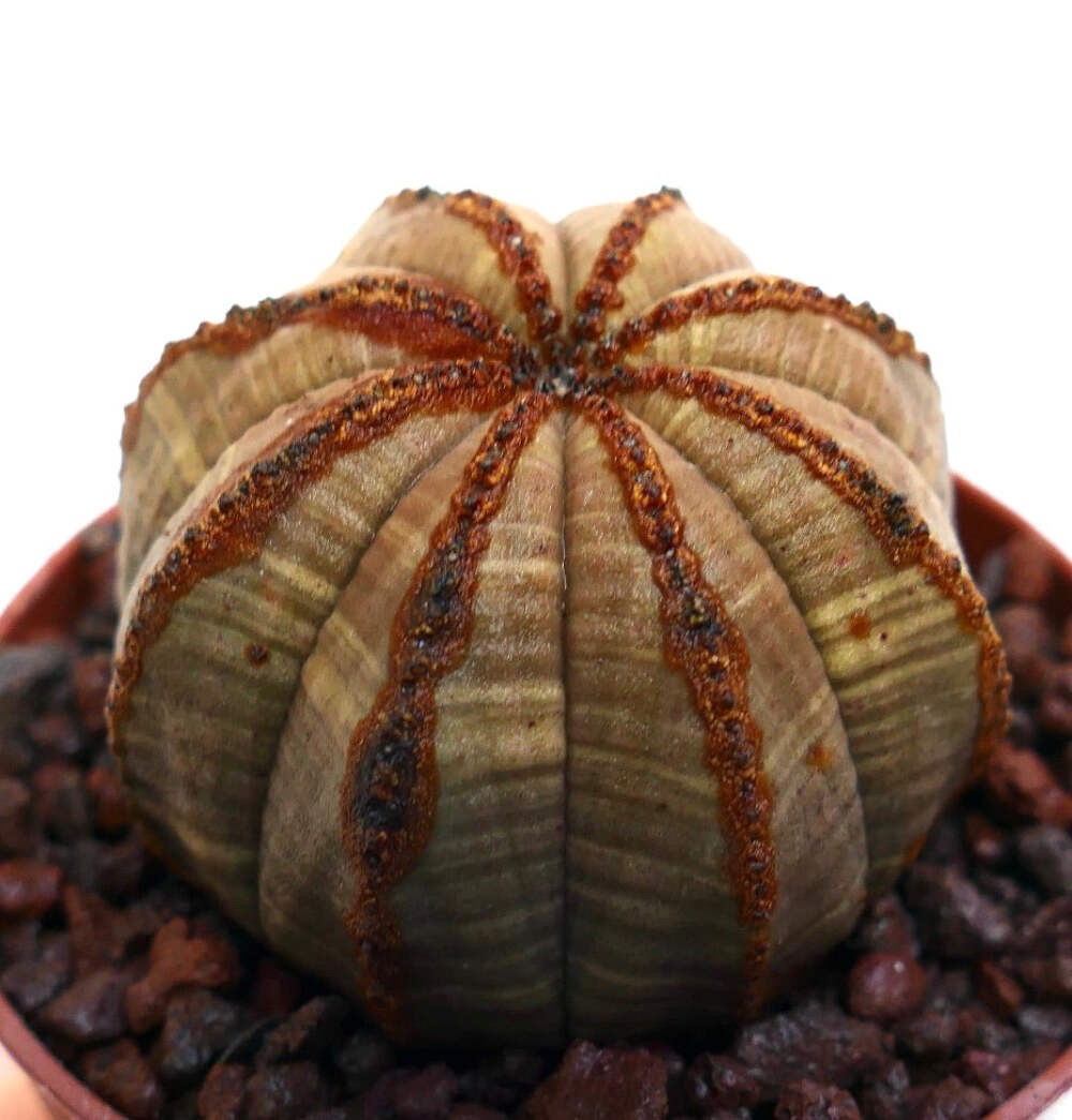 Euphorbia obesa BROWNISH BODY & BROWN LINES – Baseball plant | Basketball plant