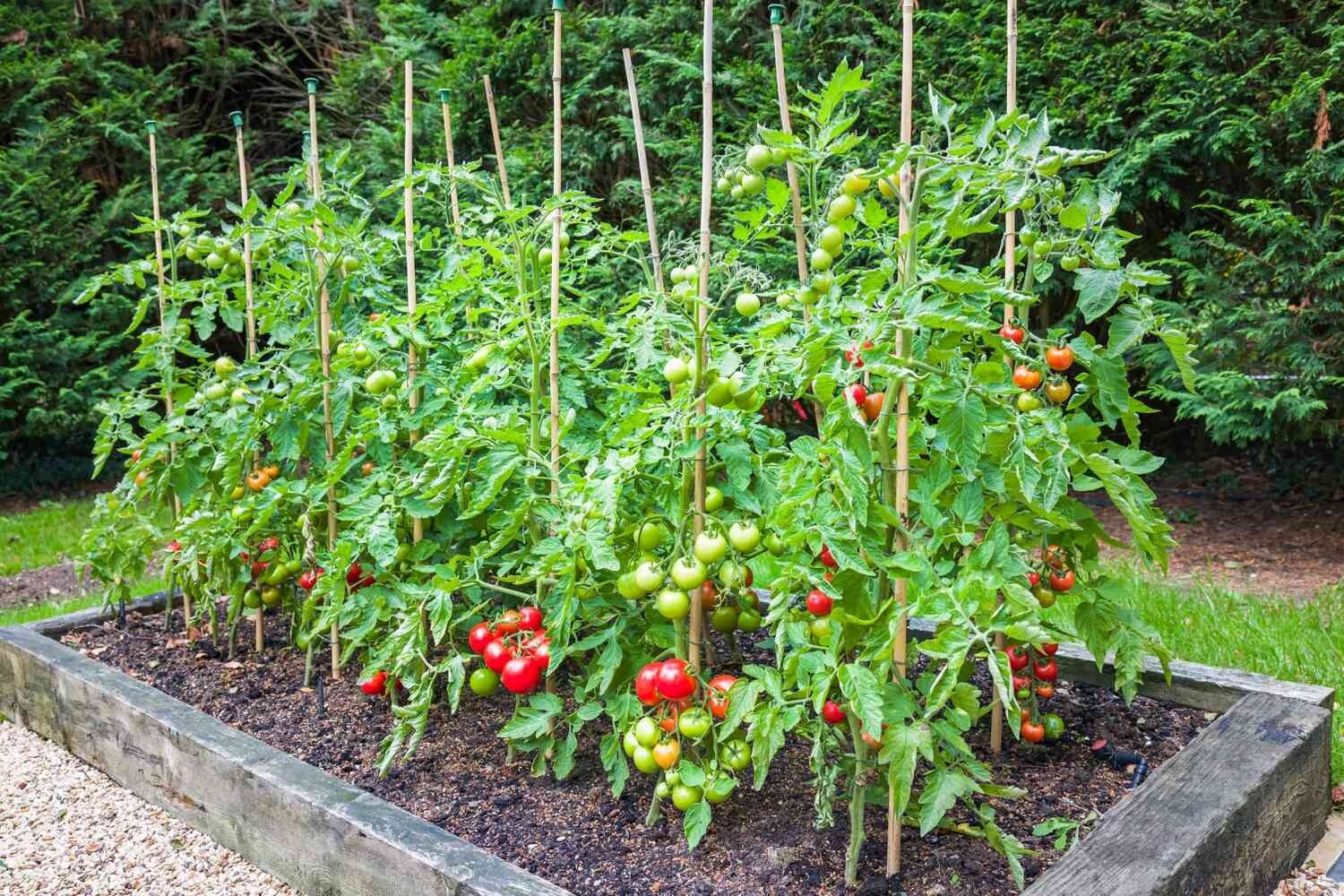 2.. 500 Total Feet Wire Green 26 Gauge Garden Tomato Green Bean Support Plants