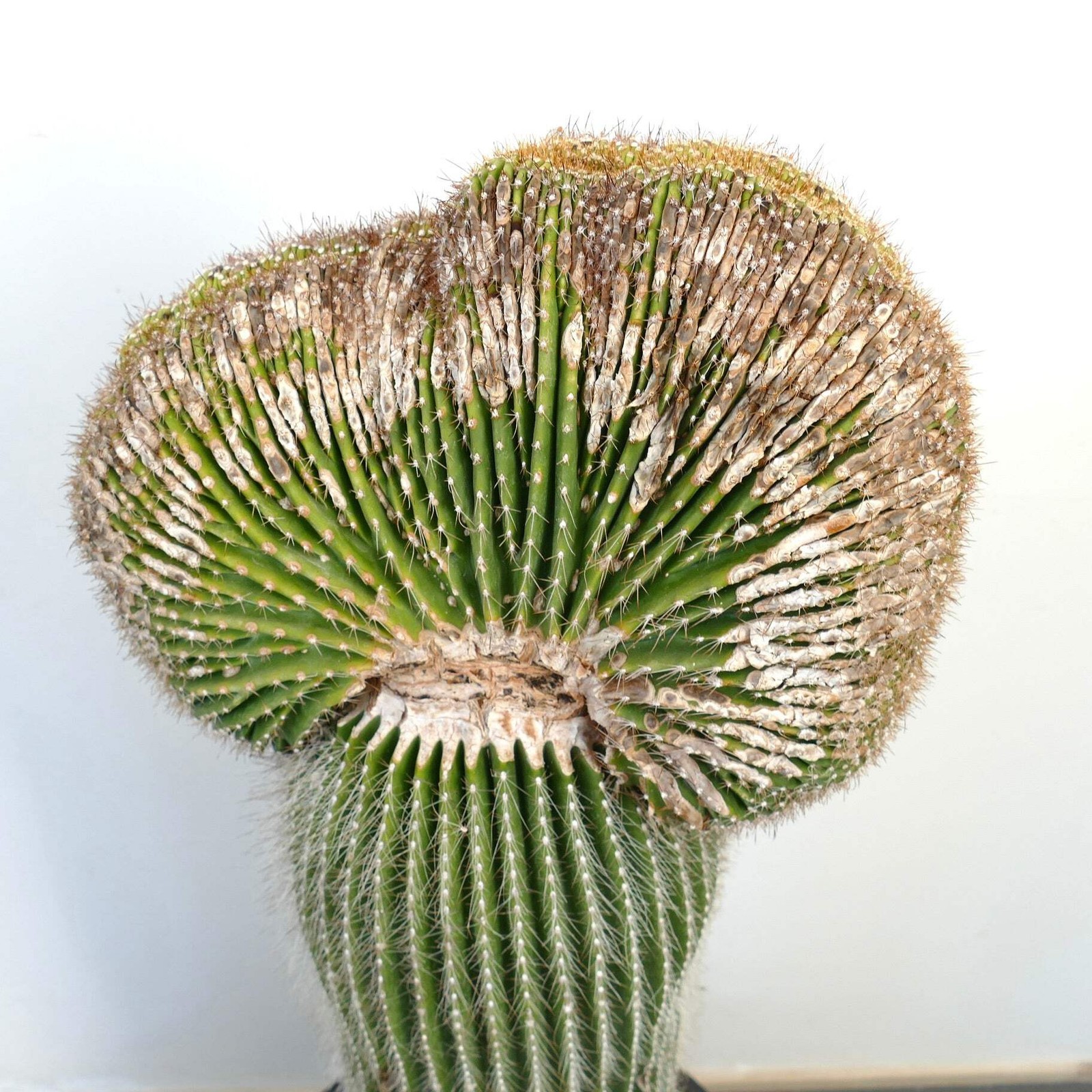 Carnegiea polylopha SAGUARO CRESTED 83x35cm – NO COPIAPOA CINEREA