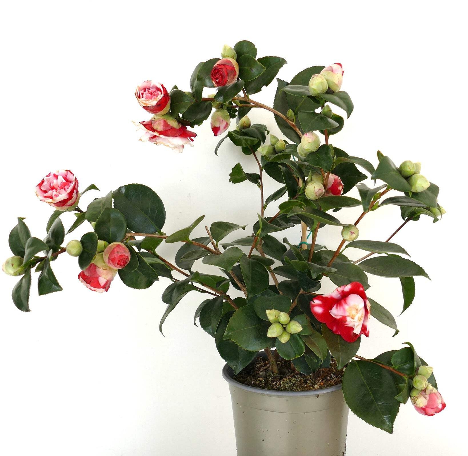 Camellia japonica cv GENERAL COLETTI – RED-WHITE FLOWERS