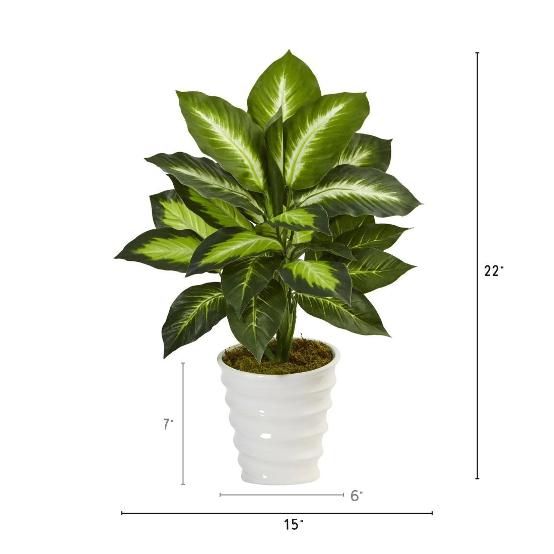 22″ Dieffenbachia in Swirl Planter