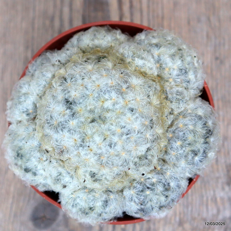 D2805 MAMMILLARIA PLUMOSA pot10,5-H8-W11 cm MaMa Cactus