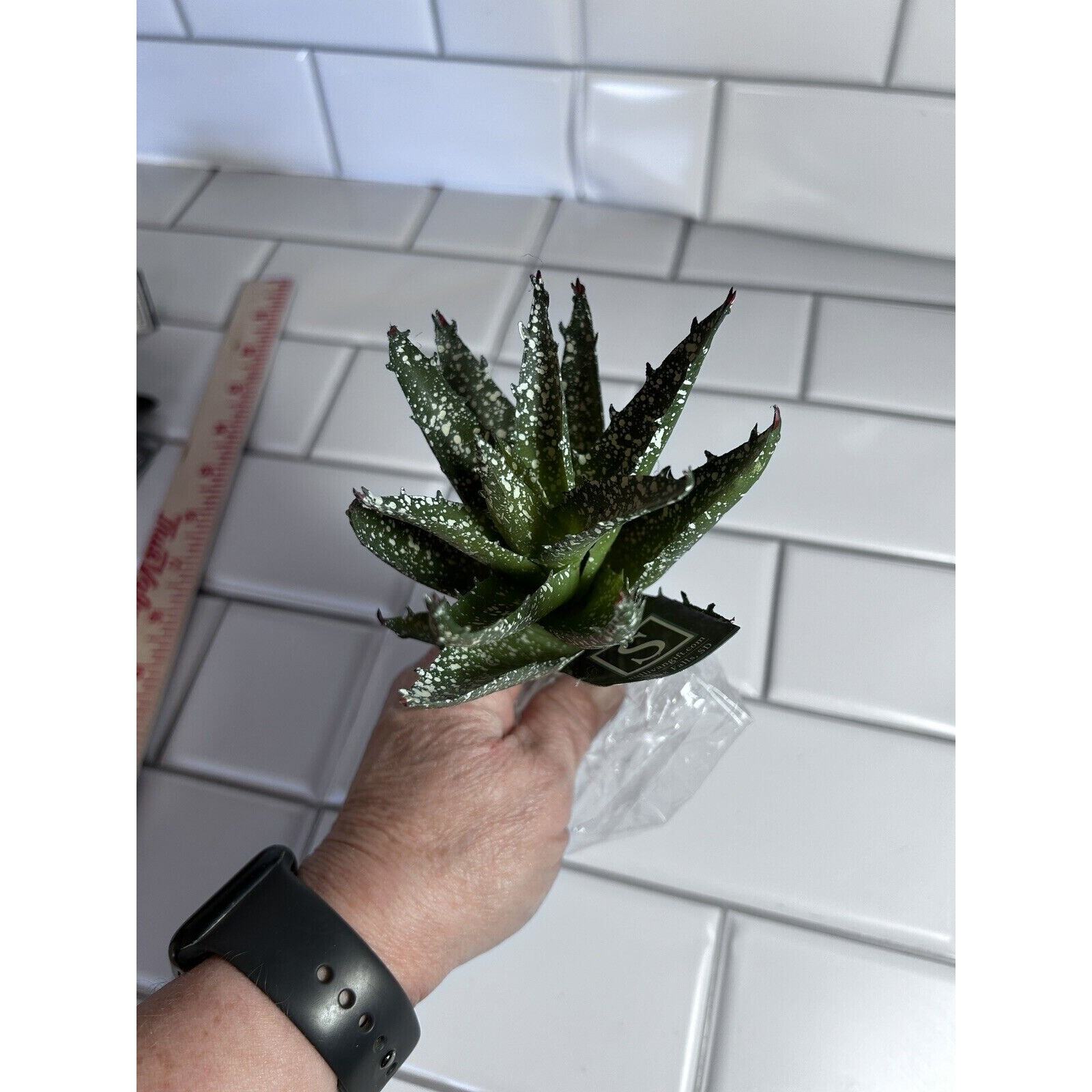 6 Various Artificial Succulents Faux Succulent Plants Home Garden Decor