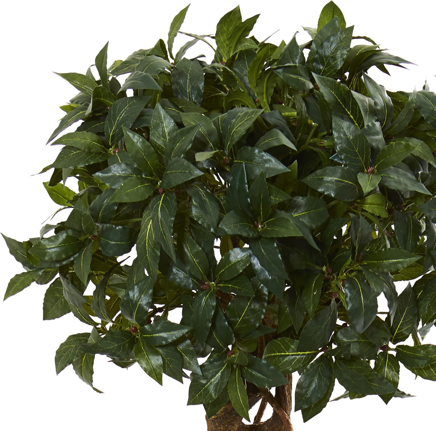 4.5Ft Sweet Bay Double Topiary Tree in Elegant Black Wash Planter