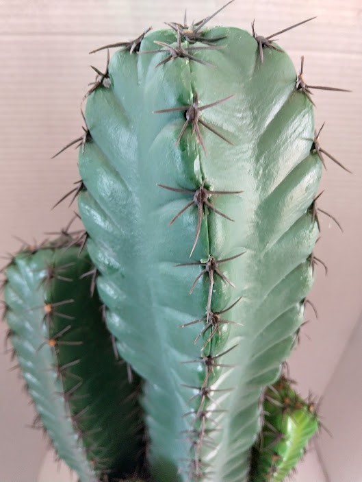 LARGE Artificial 27″ group column cactus