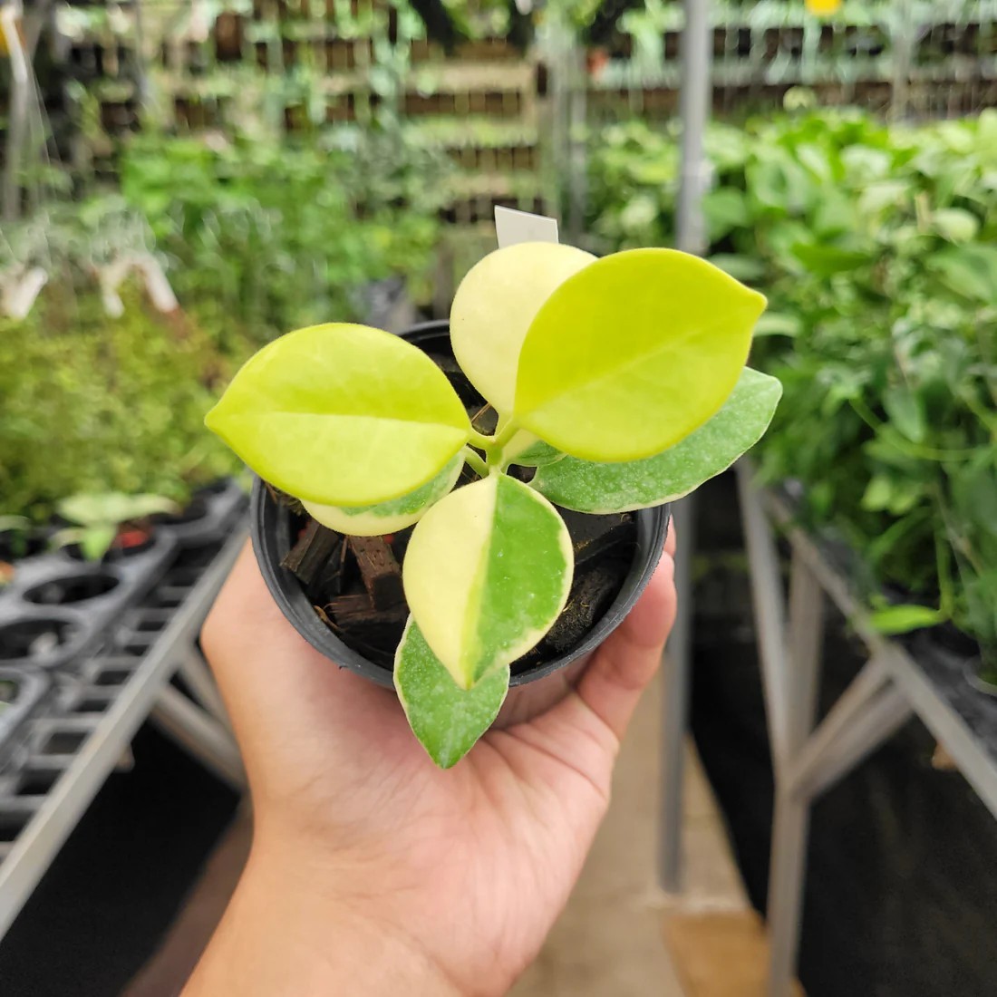 Real Pickture Hoya Australis Albomarginata Free Phyto