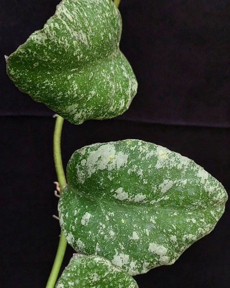 Hoya Waymaniae Splash Tropical Indor Outdor Wax Plant