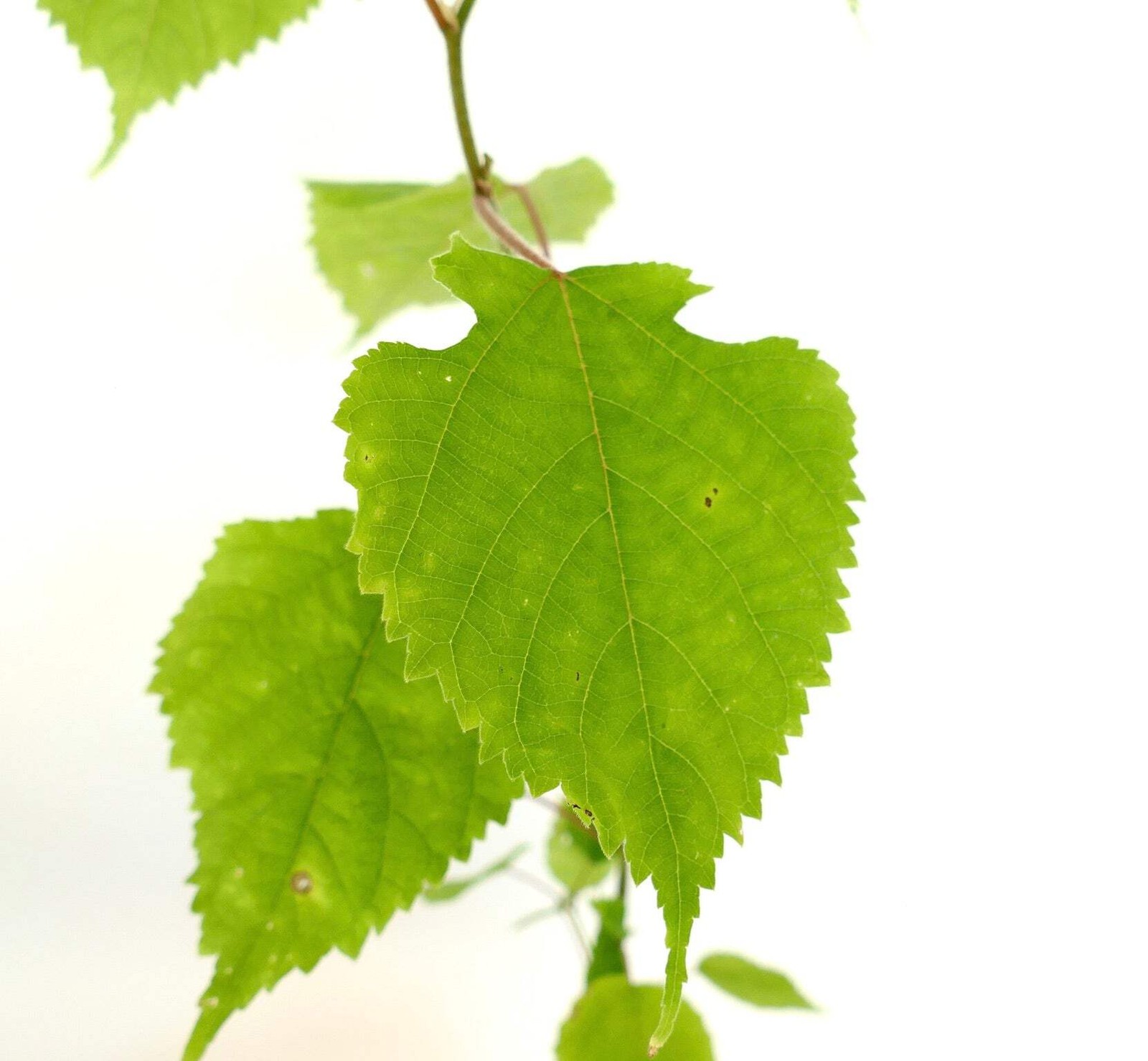 Broussonetia papyrifera – Paper mulberry | White mulberry