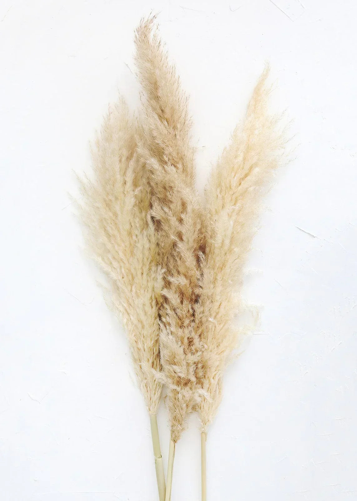 15 Stems Natural WhiteDried Pampas Grass – Fluffy Reed Grass for Home & Wedding