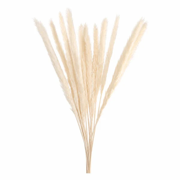 15 Stems Natural WhiteDried Pampas Grass – Fluffy Reed Grass for Home & Wedding