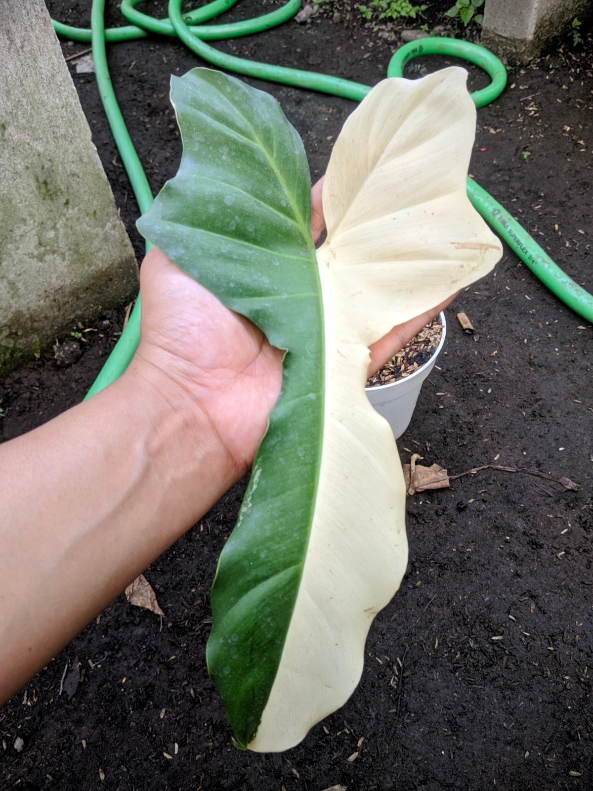 Philodendron Golden Dragon Halfmoon Variegated Large Size Real Picture