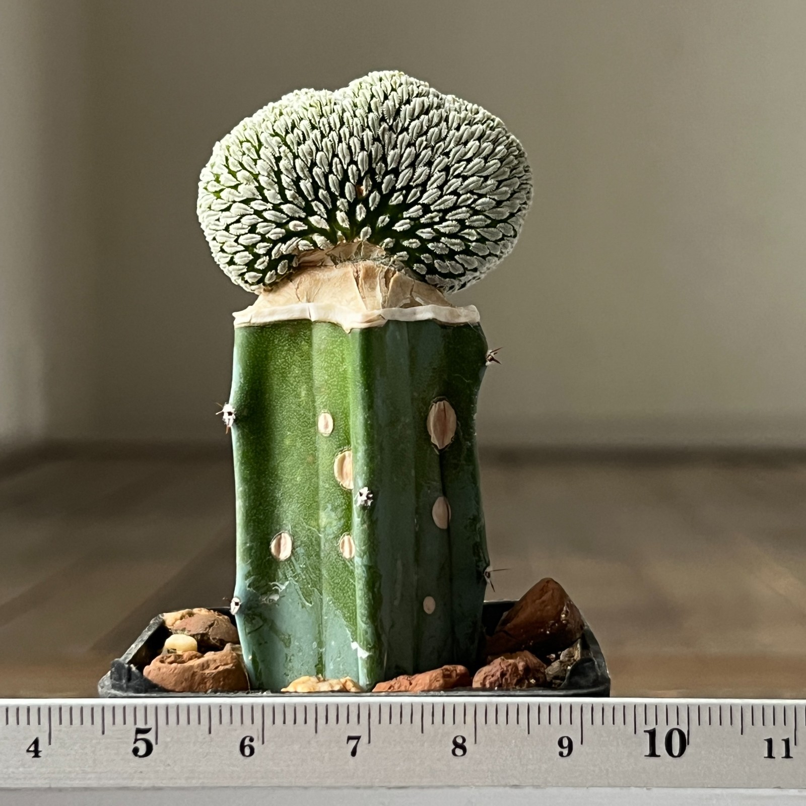 A17-880 Mammillaria aselliformis f. cristata, grafted