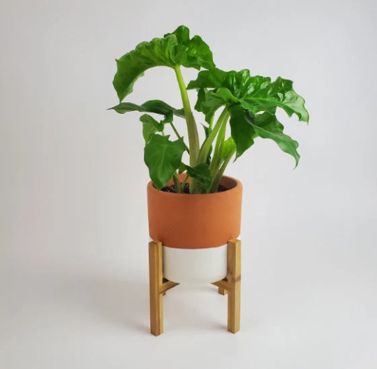 Alocasia Low Rider | Live Tropical Plant 6″ inch Pot | Elephant’s Ear Houseplant