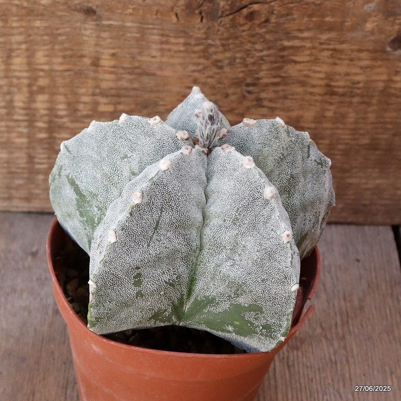 D4901 ASTROPHYTUM MYRIOSTIGMA ONZUKA pot12-H10-W13 cm MaMa Cactus