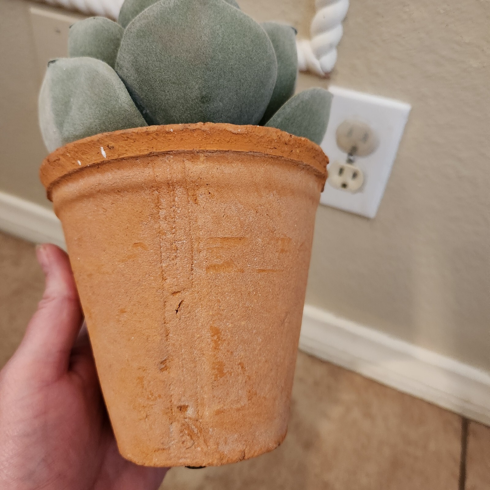 NEW Pottery Barn Rose potted Faux Succulent