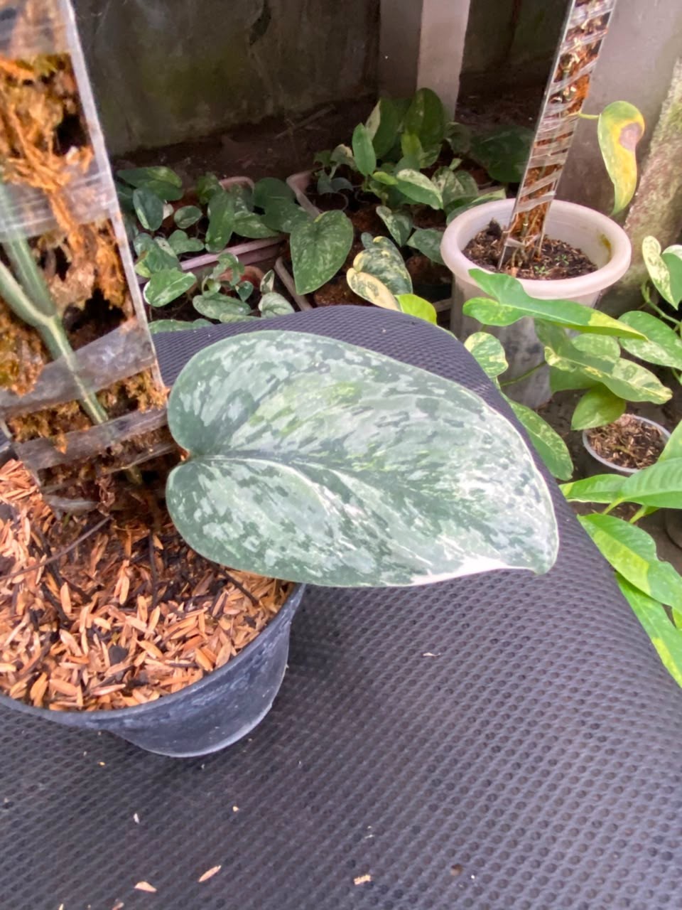 Scindapsus acintya, Rare Variegated, Real Picture, Aroid Houseplant